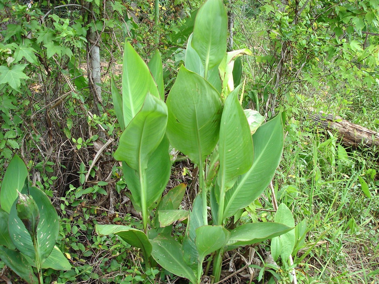 Emergent Aquatic Plants Outdoor Alabama